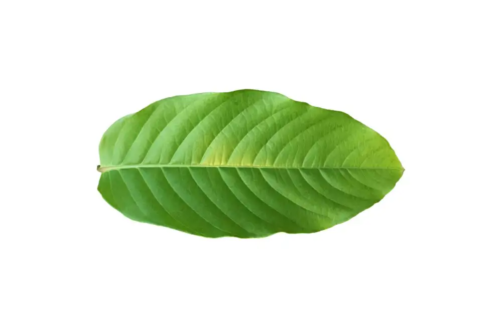 Amla Ingredient