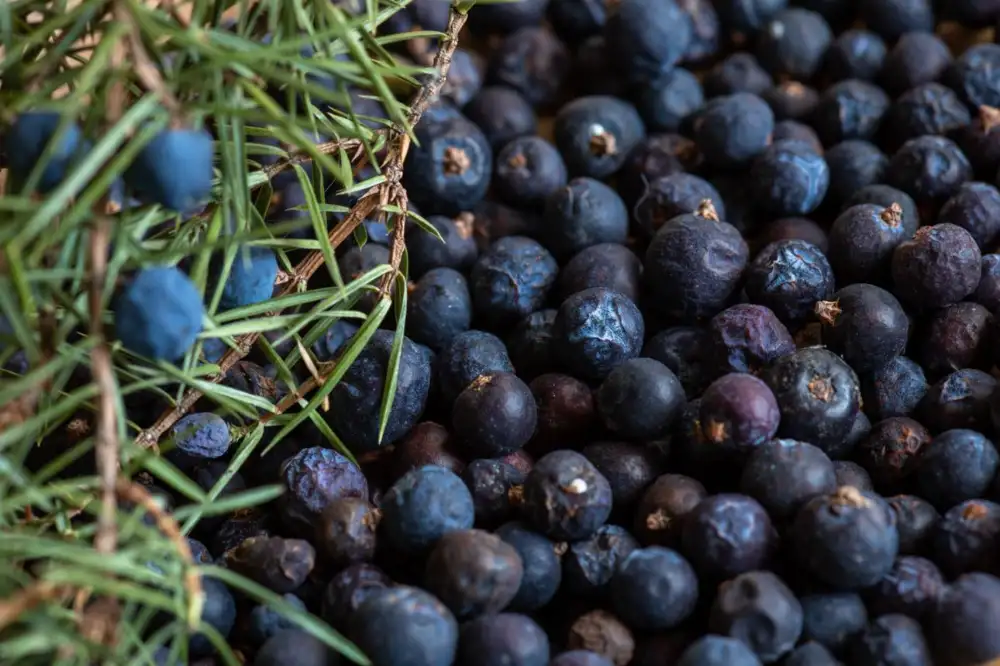 Maqui Berry Ingredient